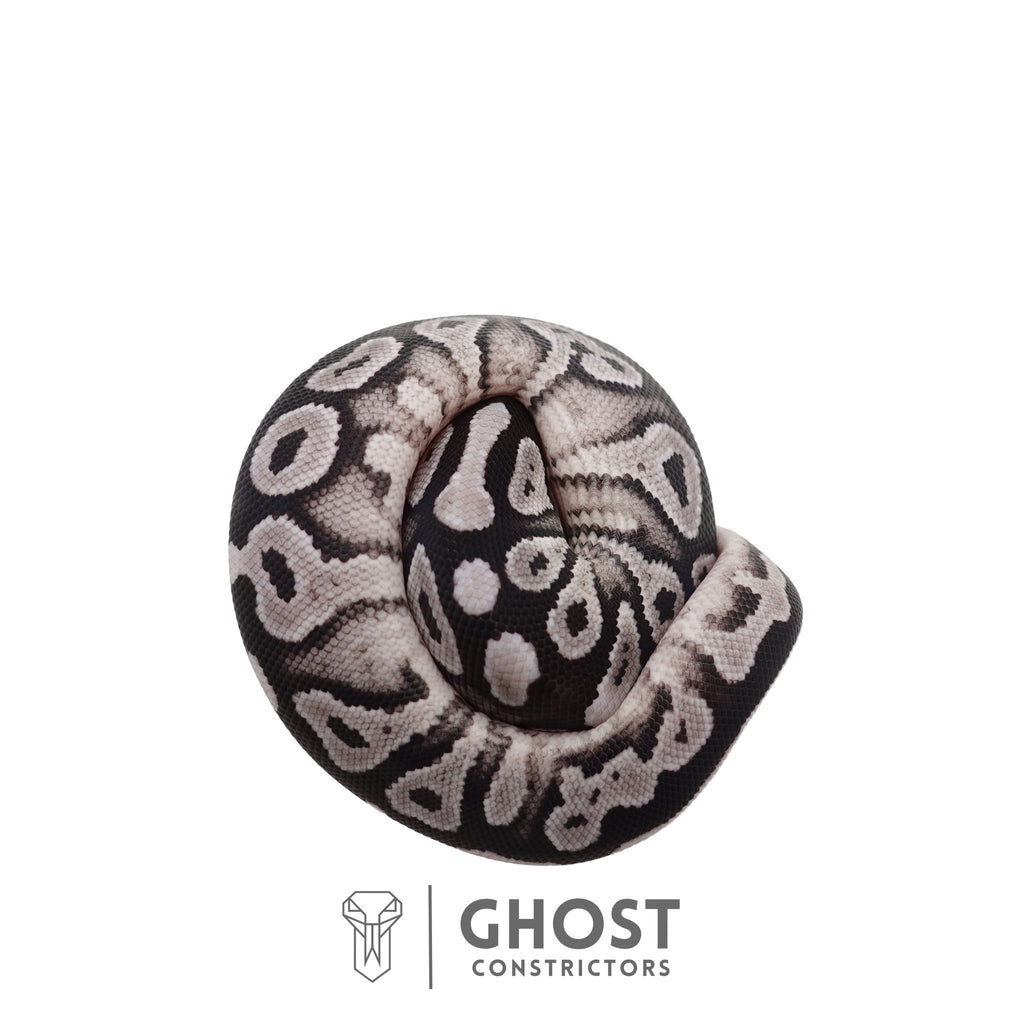 Carmen | Ball Python