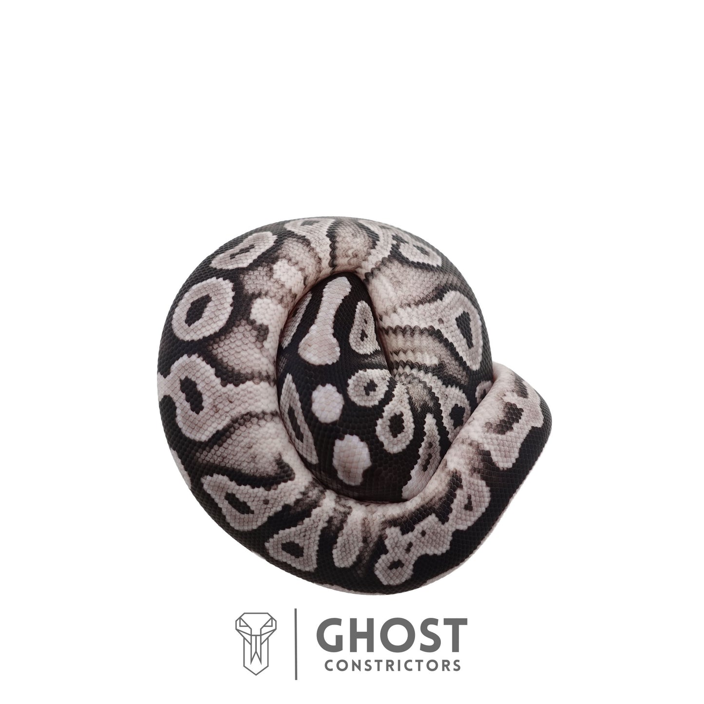 Het Piebald, Axanthic (VPI) Ball Python | Female