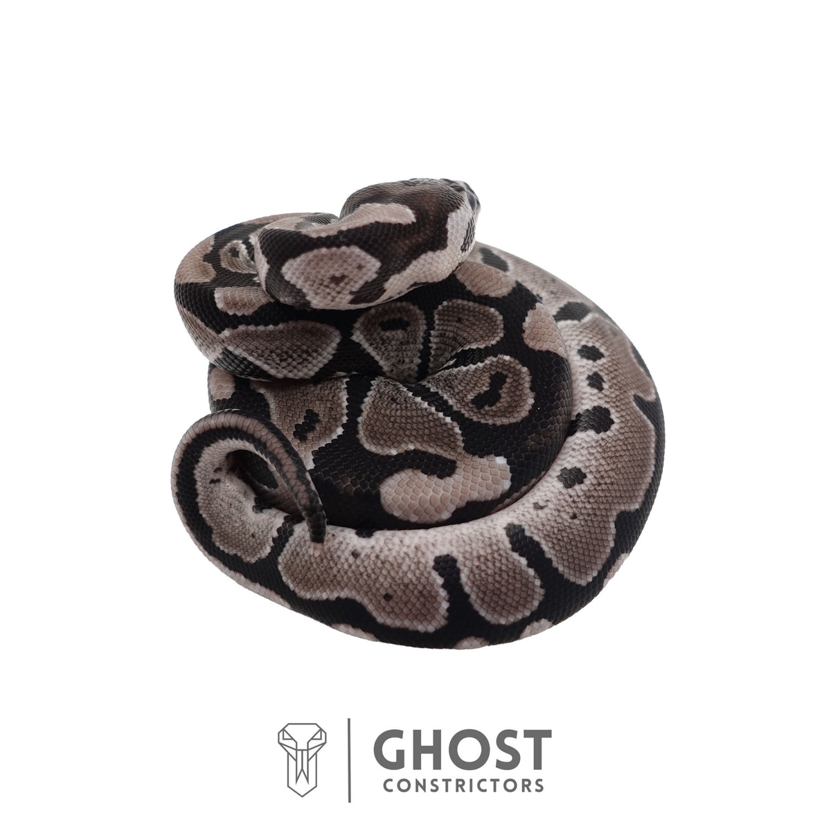 Het Piebald, Axanthic (VPI) Ball Python | Female