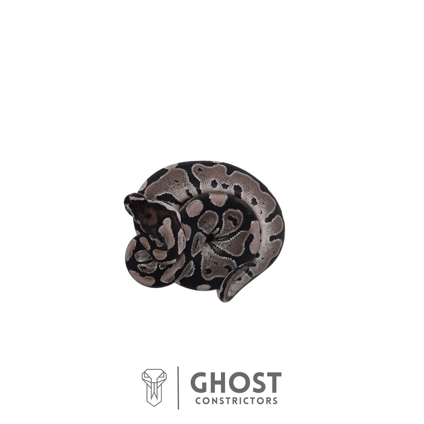 Het Piebald, Axanthic (VPI) Ball Python | Female