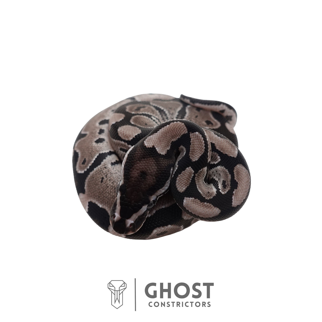 Blair | Ball Python