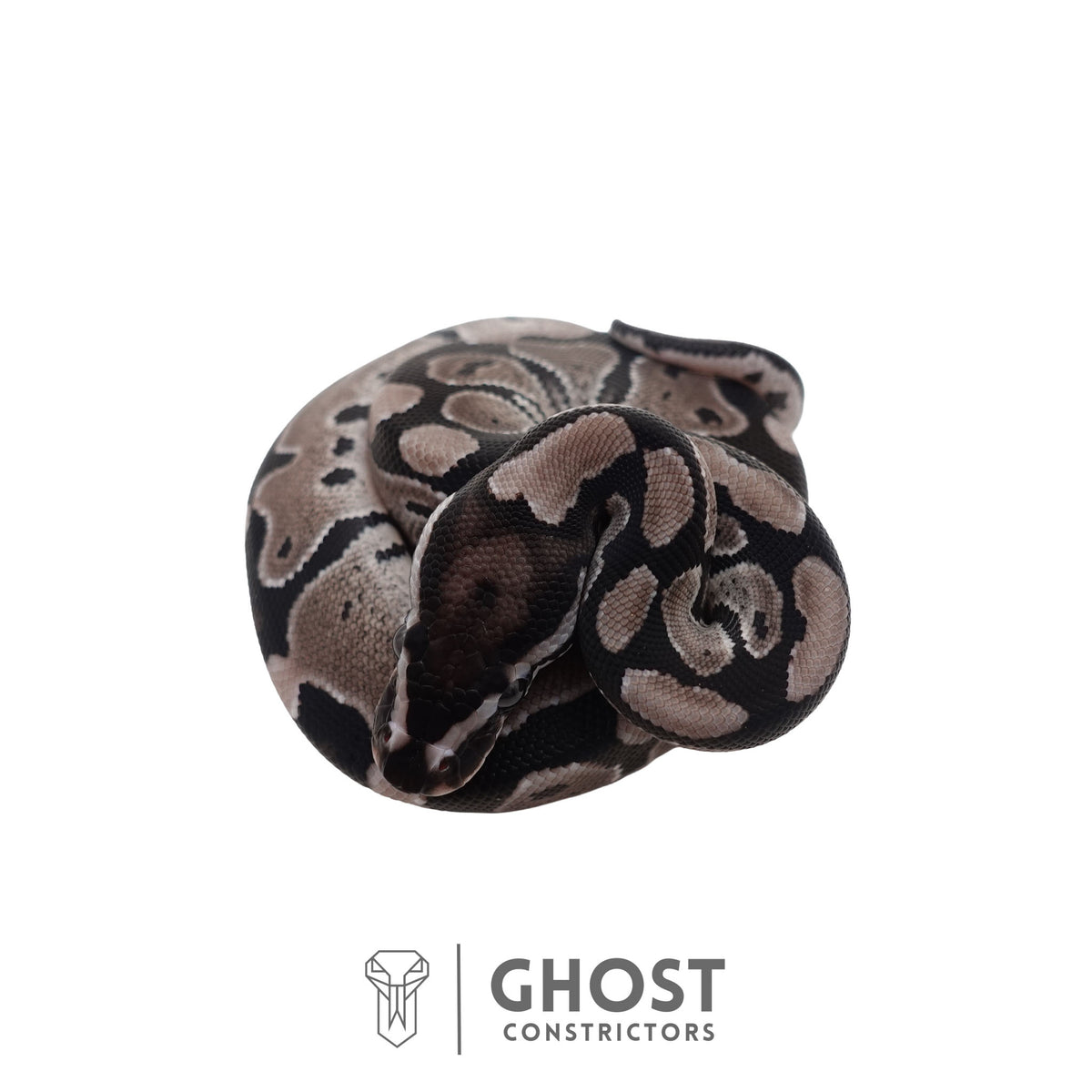 Het Piebald, Axanthic (VPI) Ball Python | Female