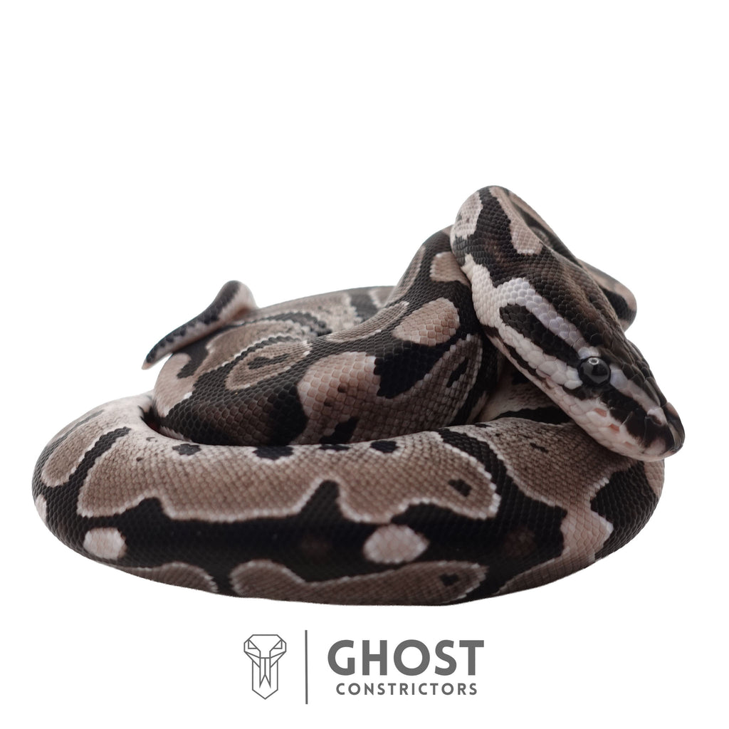 Blair | Ball Python