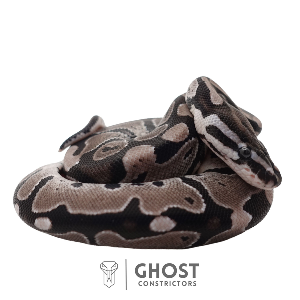 Het Piebald, Axanthic (VPI) Ball Python | Female