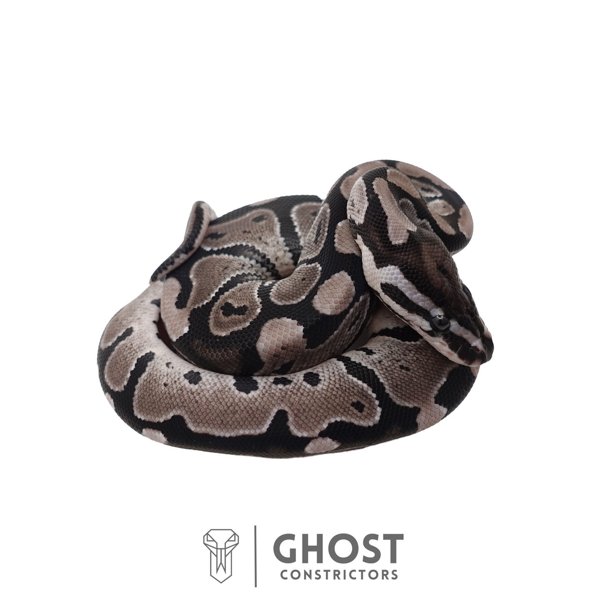 Het Piebald, Axanthic (VPI) Ball Python | Female