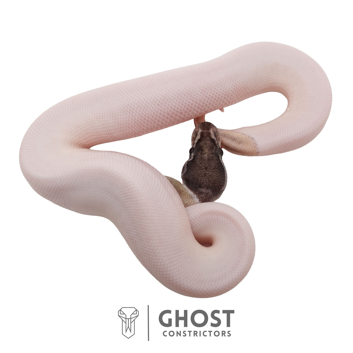 Piebald, Axanthic (VPI), Mojave Ball Python | Male