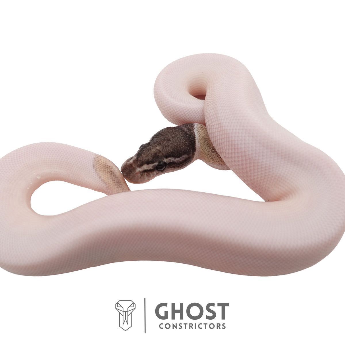 Piebald, Axanthic (VPI), Mojave Ball Python | Male