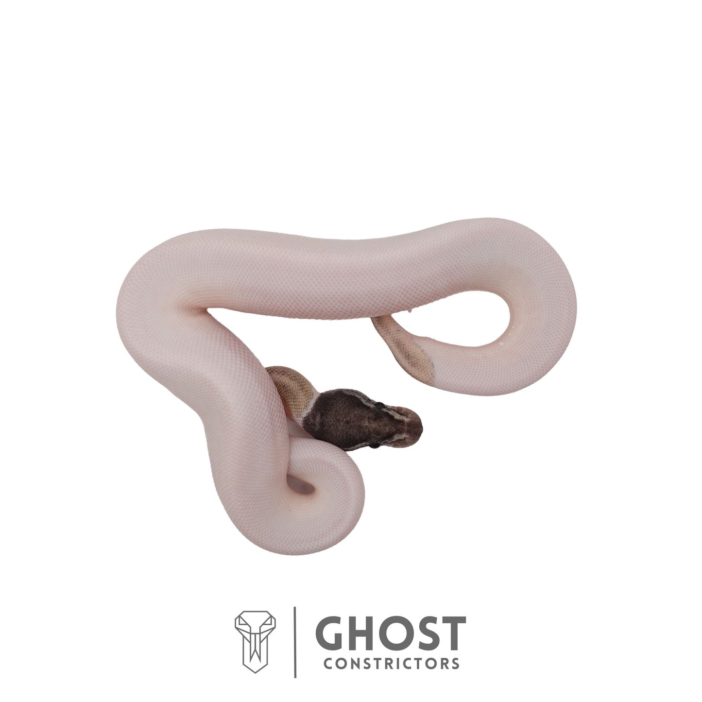 Piebald, Axanthic (VPI), Mojave Ball Python | Male