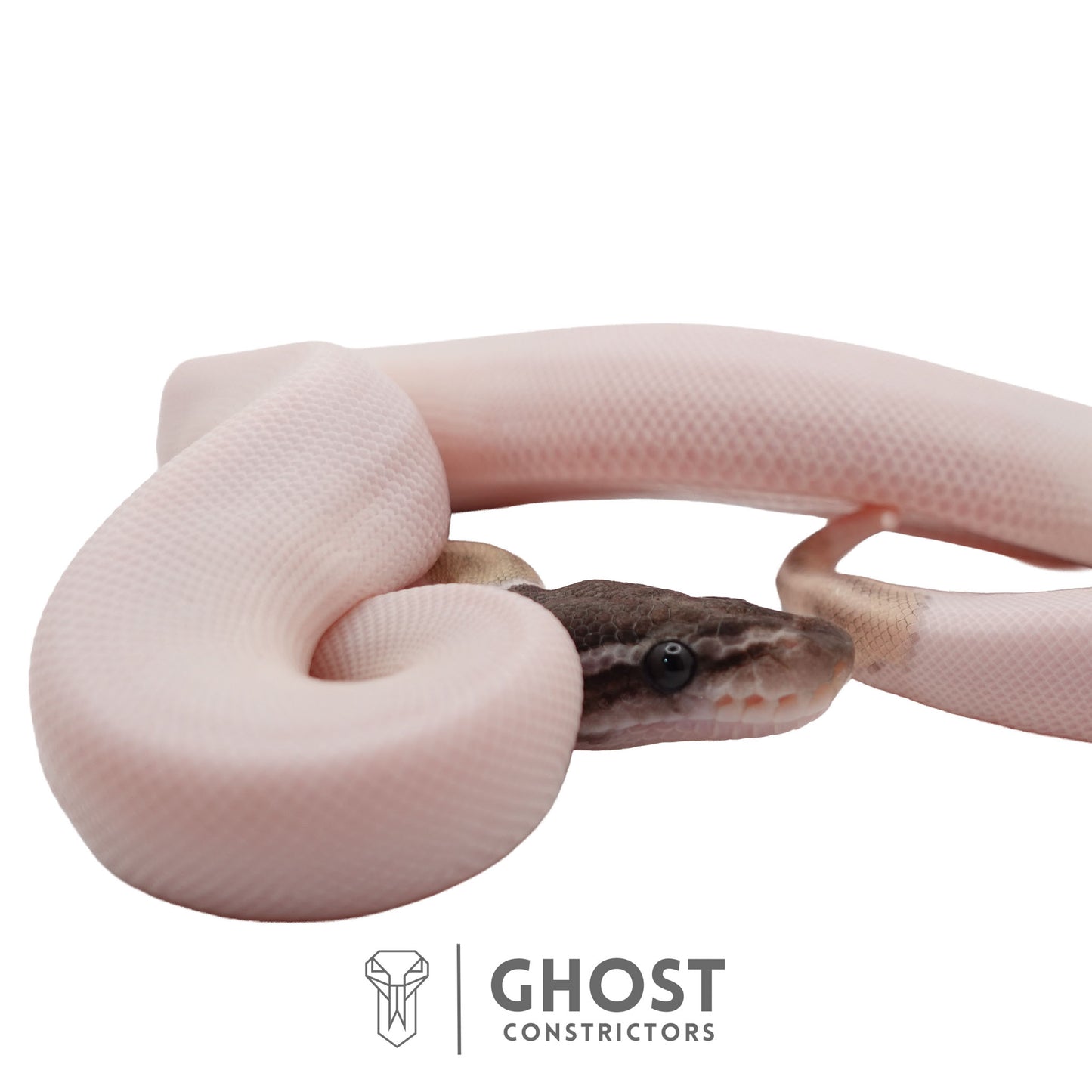 Piebald, Axanthic (VPI), Mojave Ball Python | Male