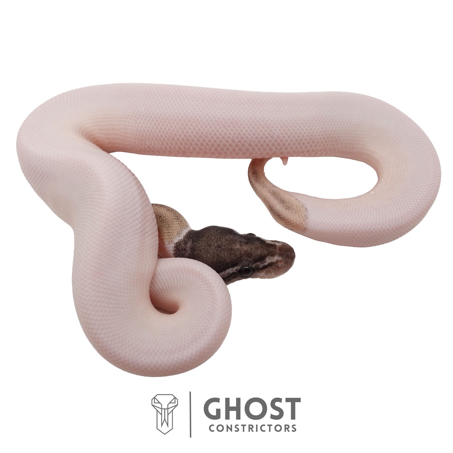 Piebald, Axanthic (VPI), Mojave Ball Python | Male