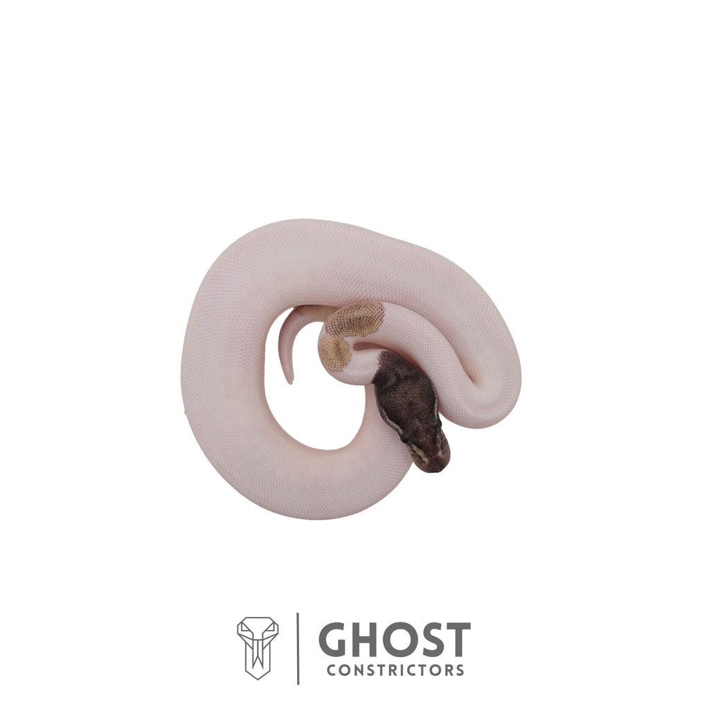 Mabel, female ball python identified as Piebald, Axanthic (VPI), Mojave, Ghost Constrictors