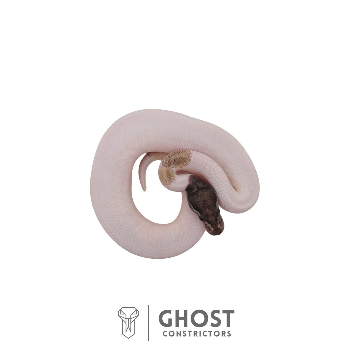 Piebald, Axanthic (VPI), Mojave Ball Python | Female