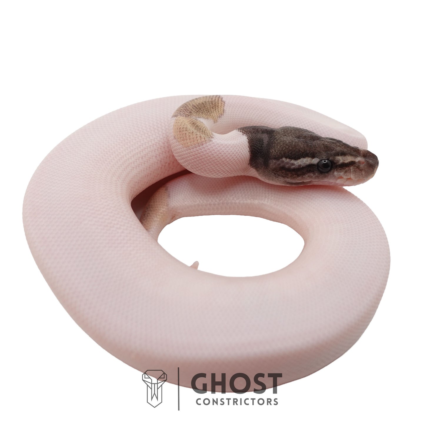 Piebald, Axanthic (VPI), Mojave Ball Python | Female