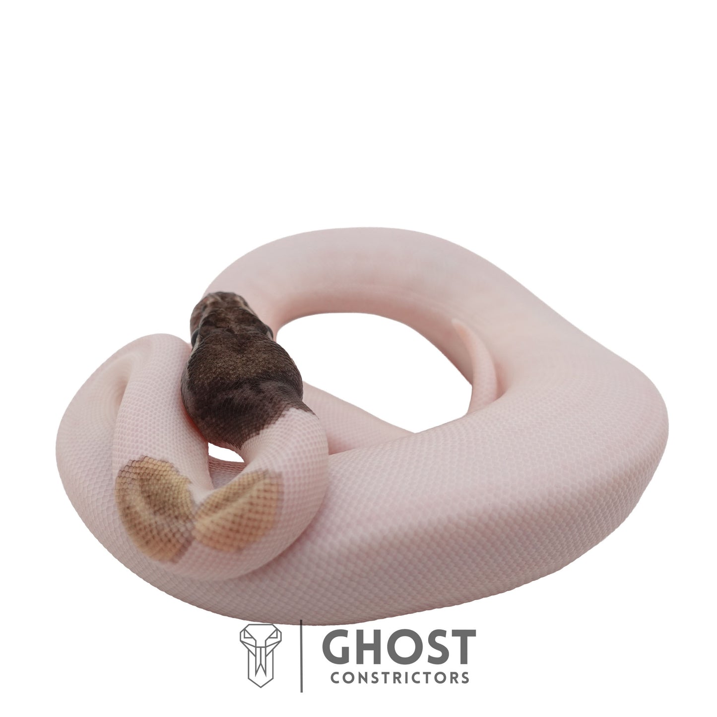 Piebald, Axanthic (VPI), Mojave Ball Python | Female