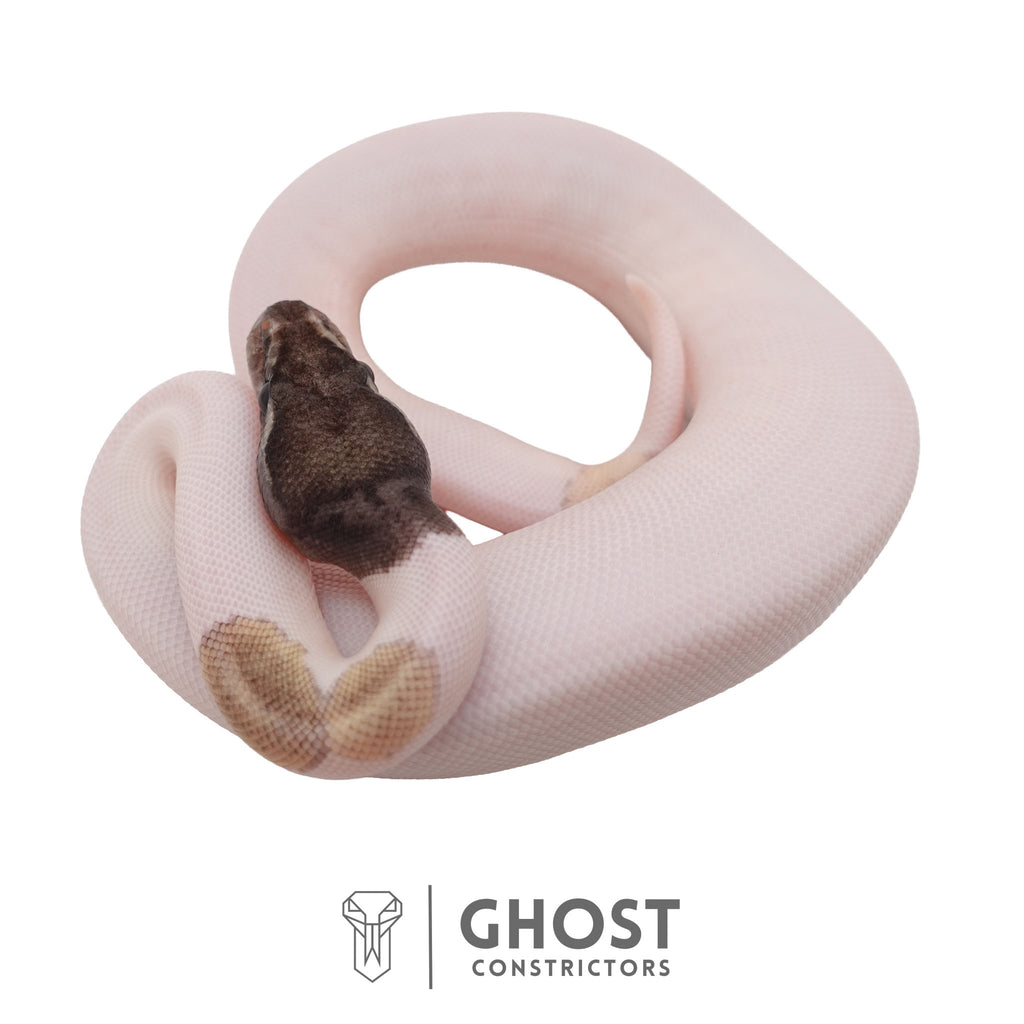 Mabel | Ball Python
