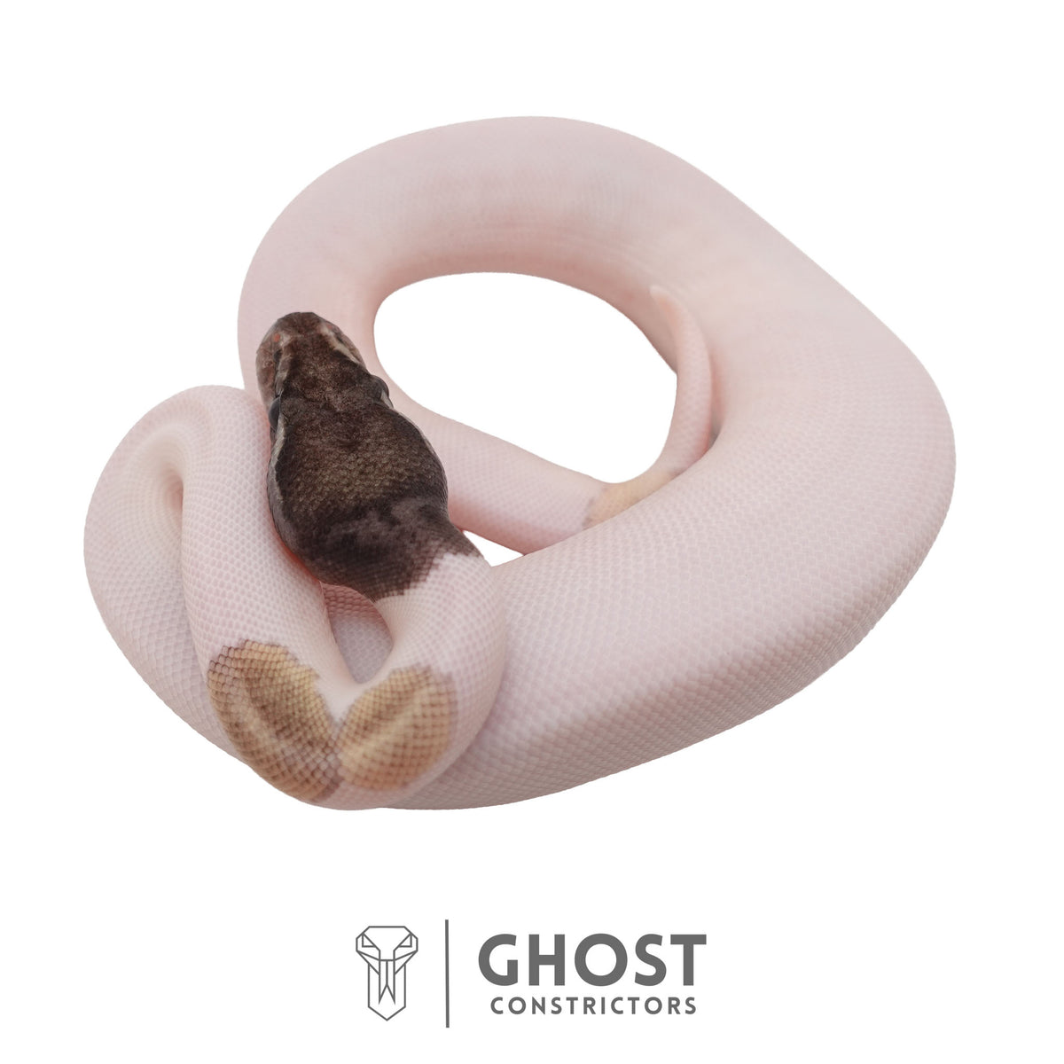 Piebald, Axanthic (VPI), Mojave Ball Python | Female