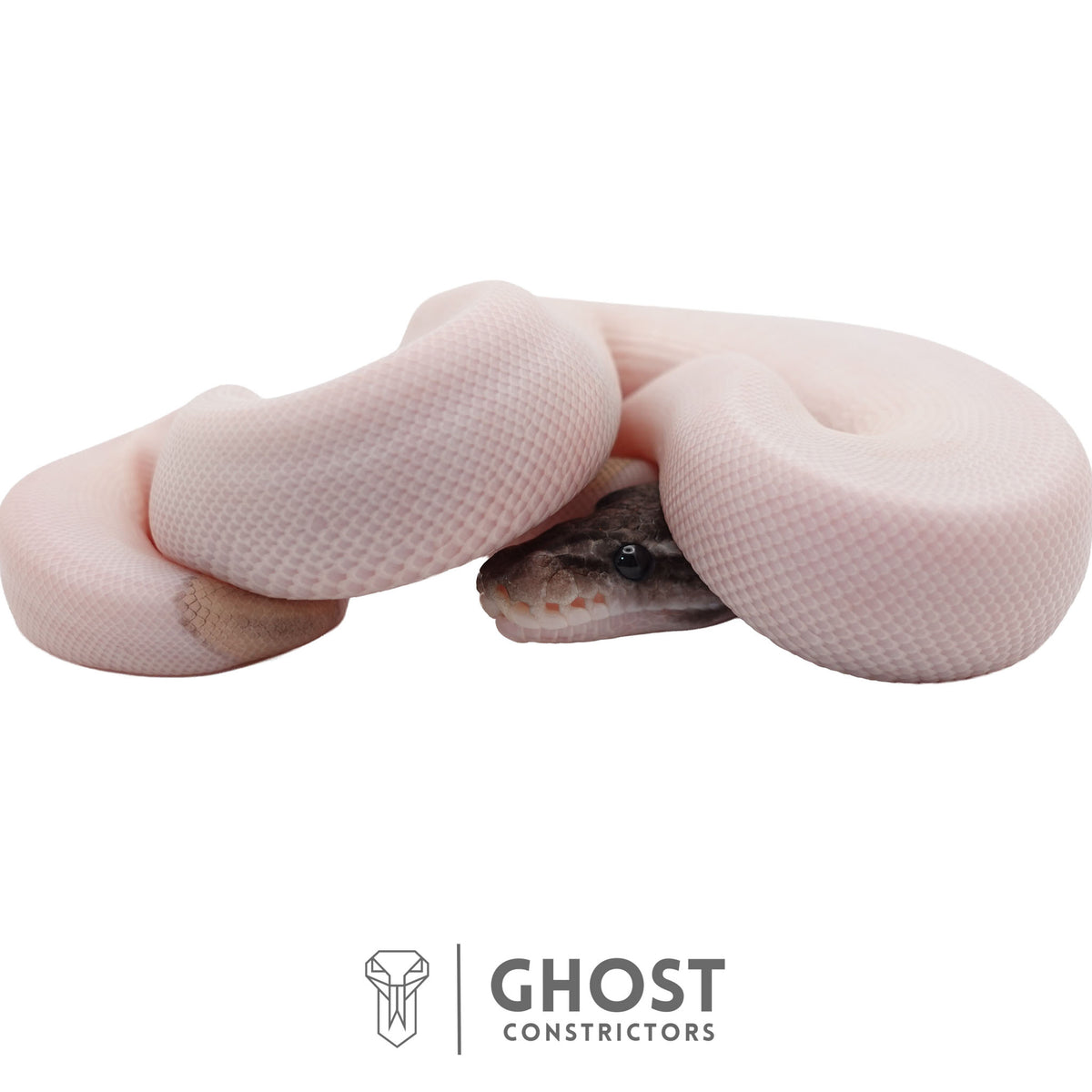 Piebald, Axanthic (VPI), Mojave Ball Python | Female
