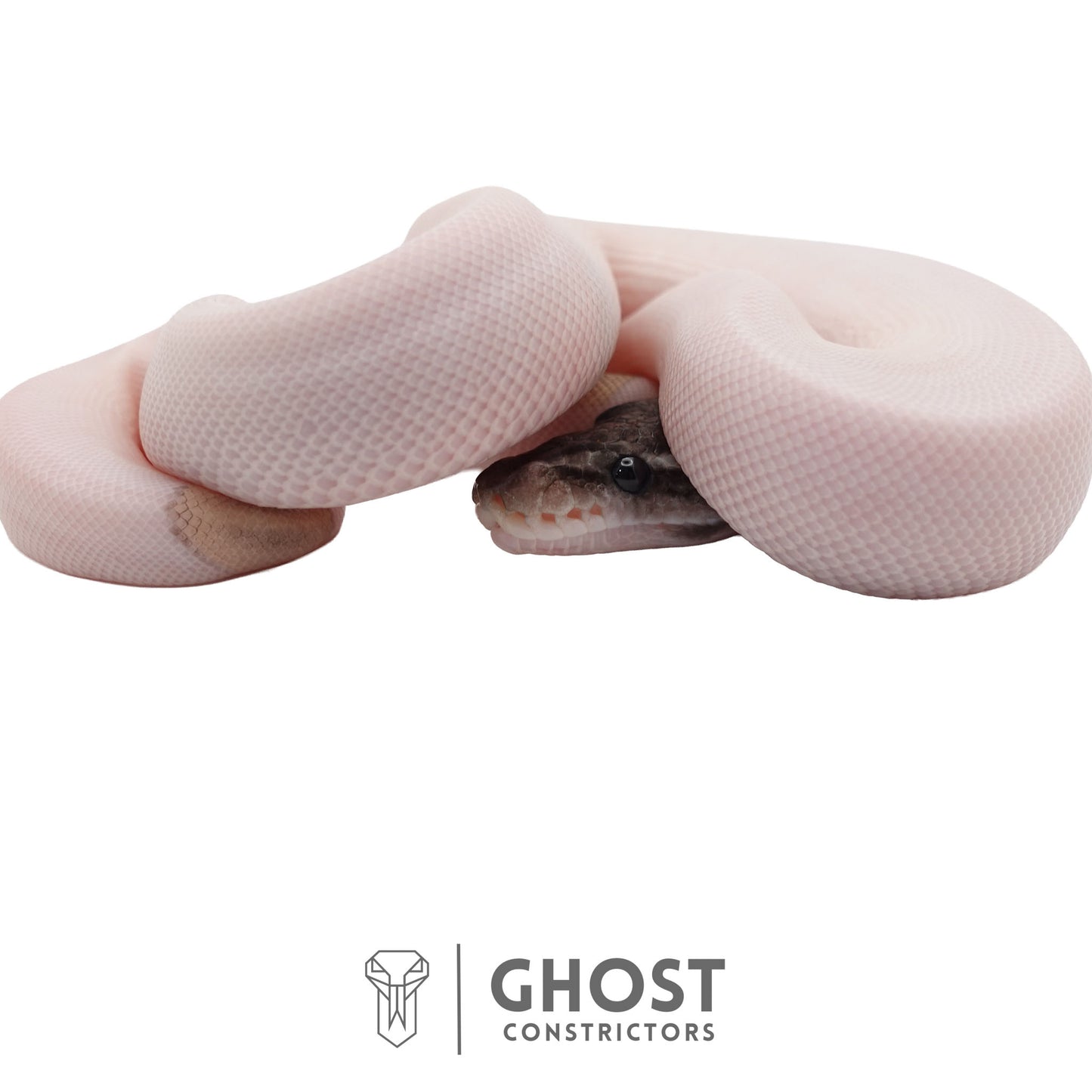 Piebald, Axanthic (VPI), Mojave Ball Python | Female