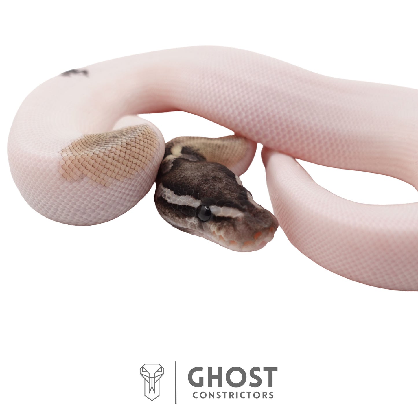 Piebald, Axanthic (VPI), Mojave Ball Python | Female