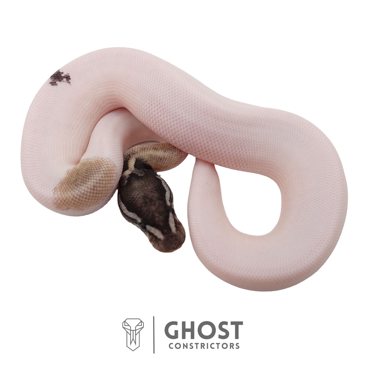 Piebald, Axanthic (VPI), Mojave Ball Python | Female
