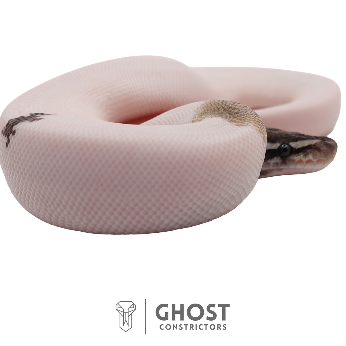 Piebald, Axanthic (VPI), Mojave Ball Python | Female