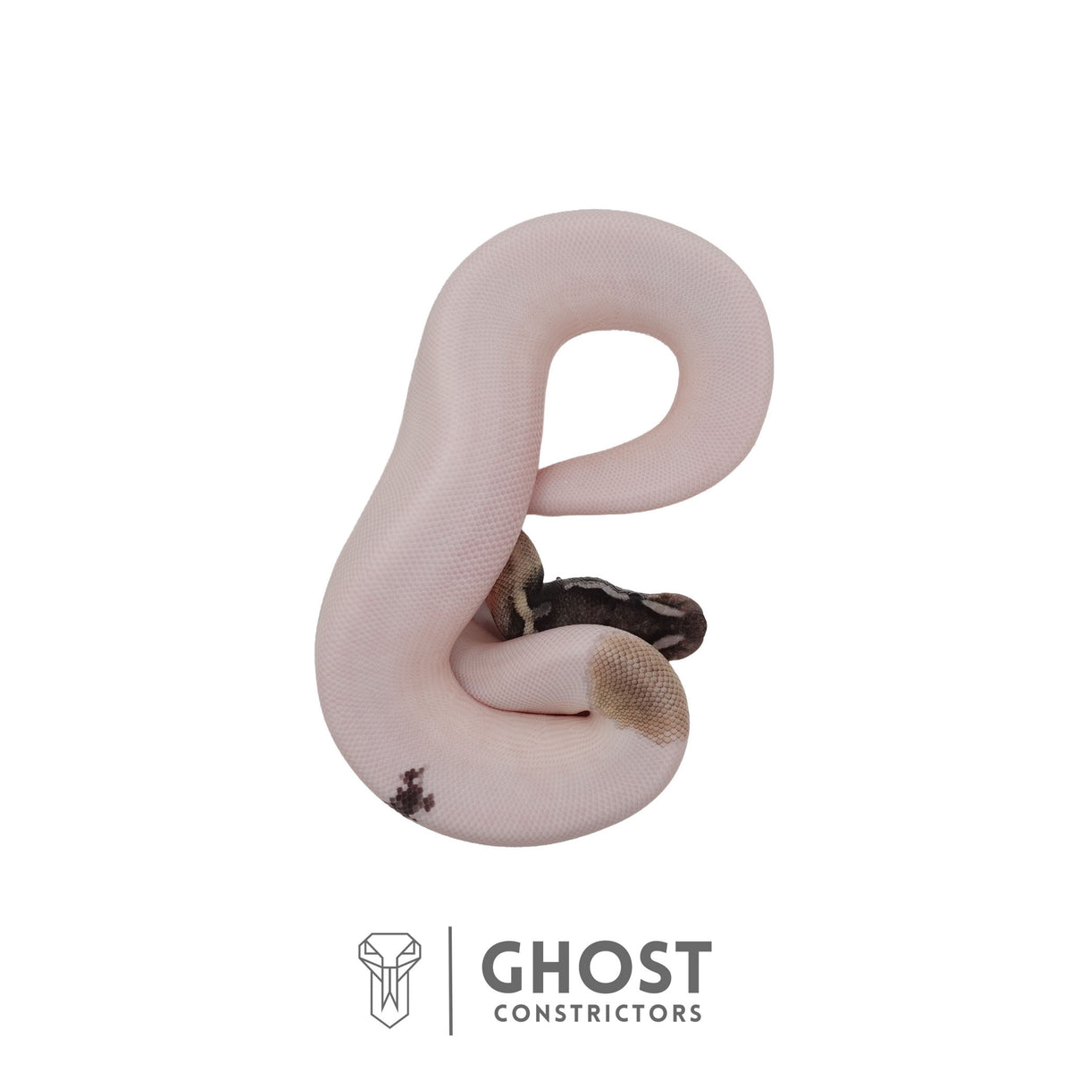 Piebald, Axanthic (VPI), Mojave Ball Python | Female