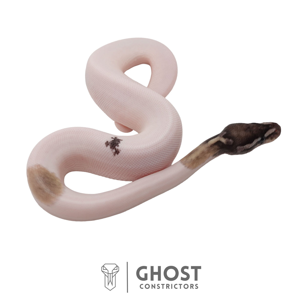 Piebald, Axanthic (VPI), Mojave Ball Python | Female