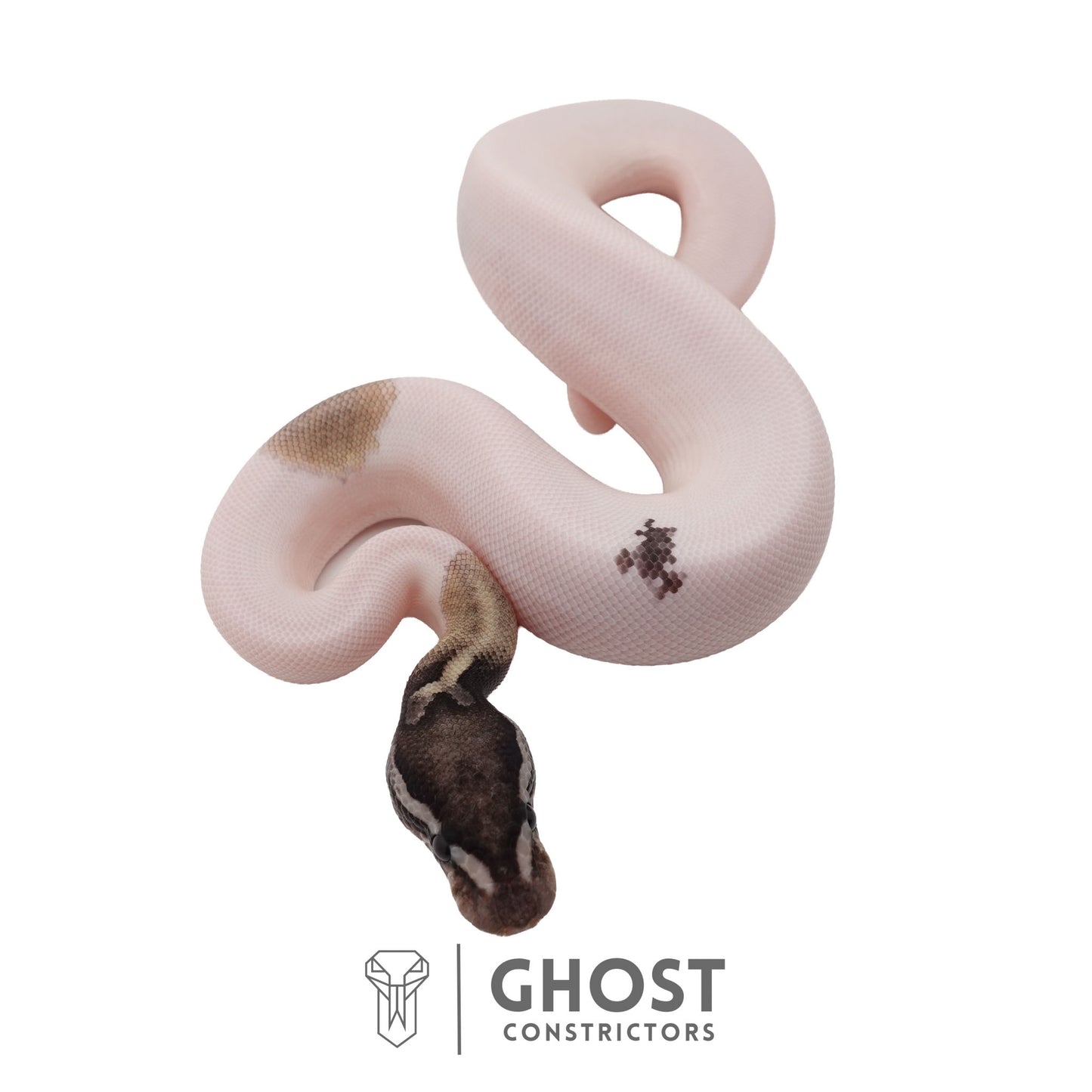 Piebald, Axanthic (VPI), Mojave Ball Python | Female