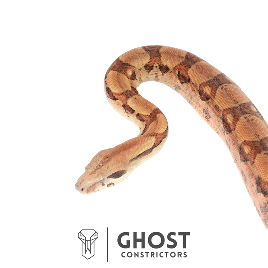 Female Hypo Motley Het T+ Albino Boa