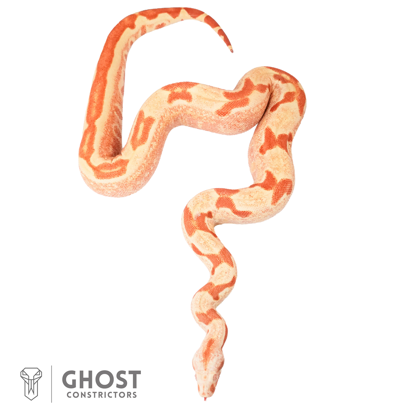 Female Hypo Sharp Albino Het Super Stripe Boa