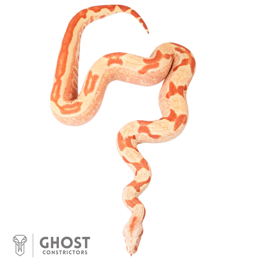 Female Hypo Sharp Albino Het Super Stripe Boa