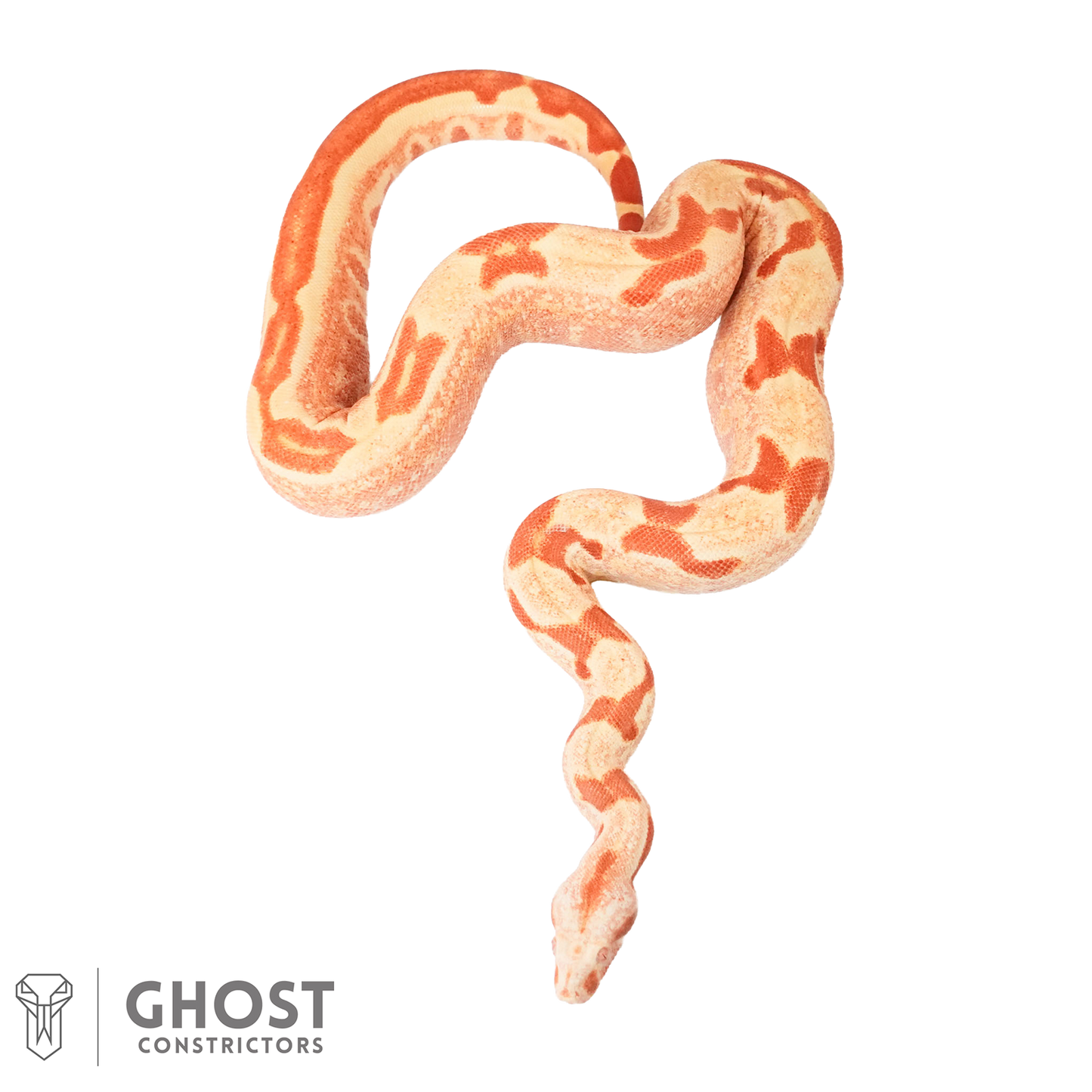 Female Hypo Sharp Albino Het Super Stripe Boa