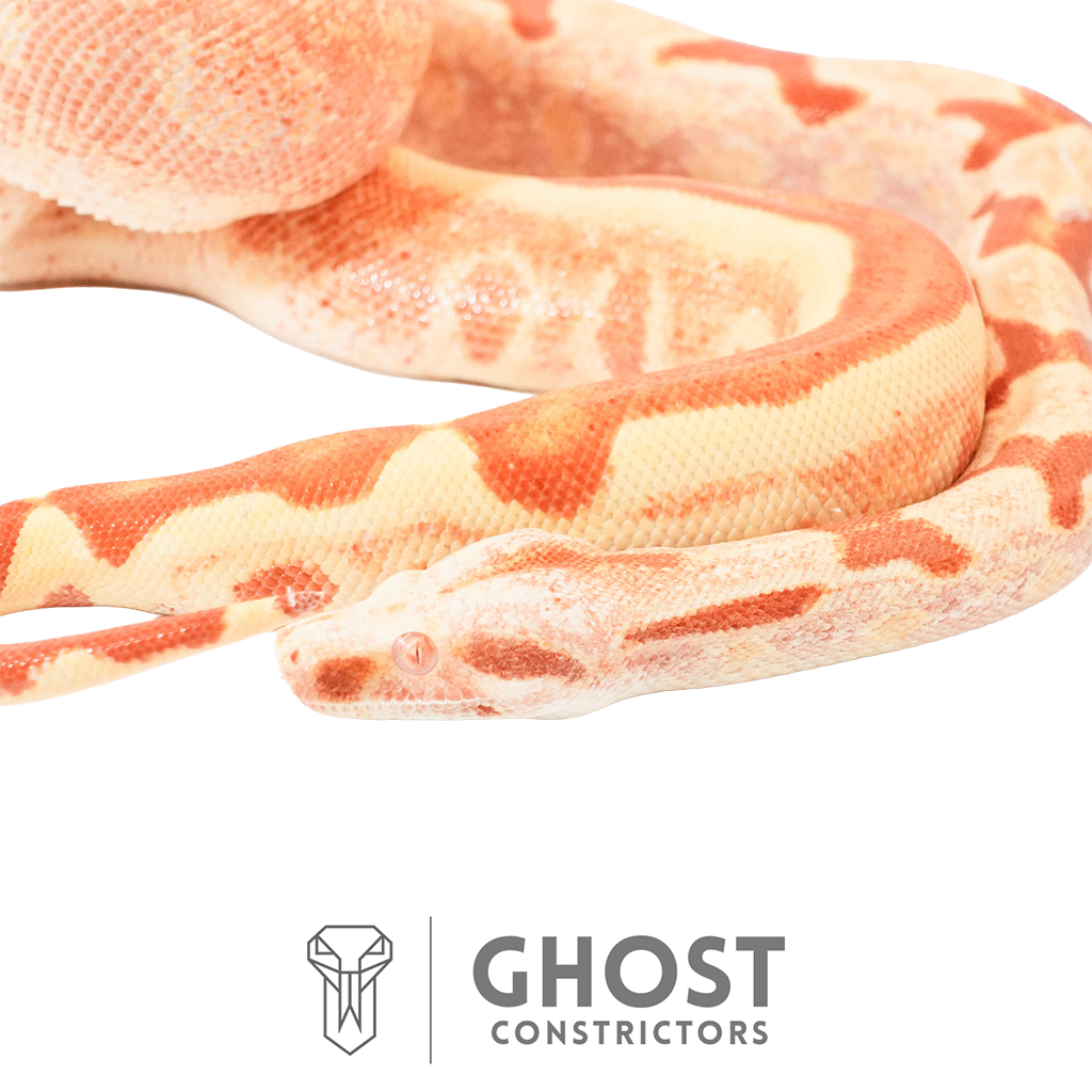 Female Hypo Sharp Albino Het Super Stripe Boa