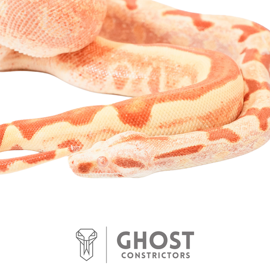 Female Hypo Sharp Albino Het Super Stripe Boa