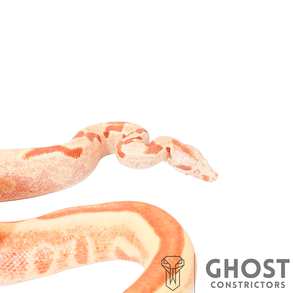 Female Hypo Sharp Albino Het Super Stripe Boa