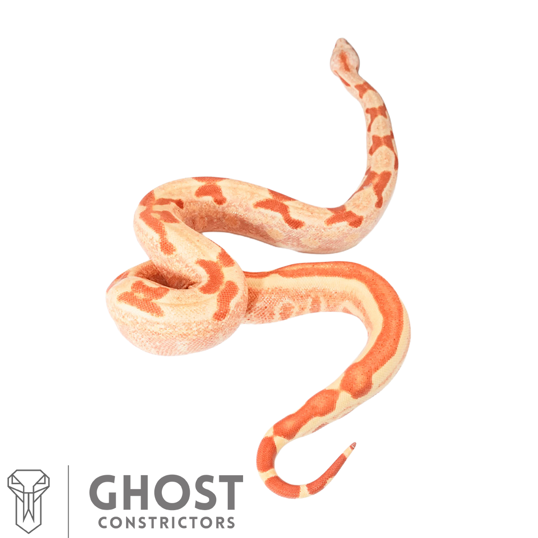 Female Hypo Sharp Albino Het Super Stripe Boa