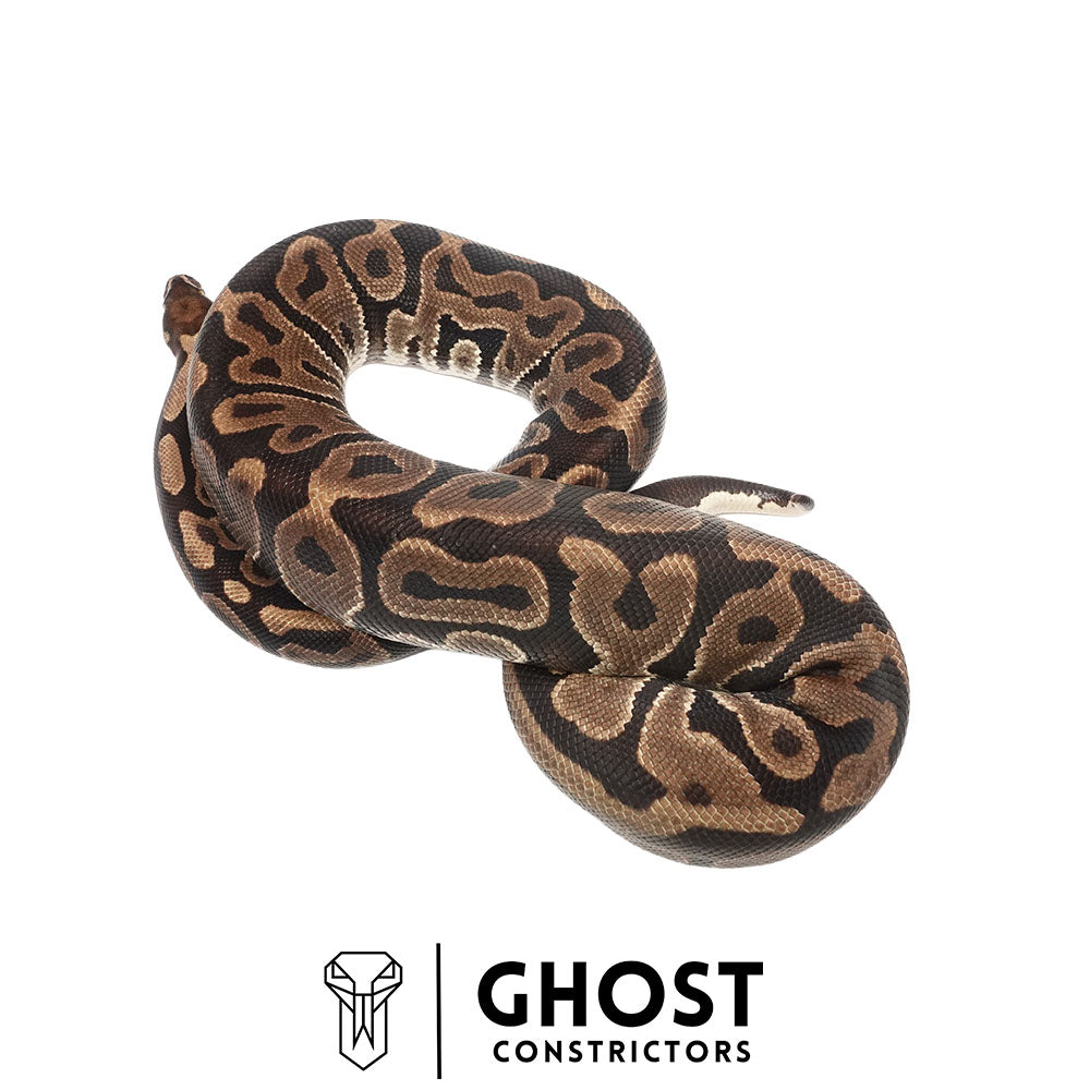 Leopard Het Pied Proven Breeder Female Ball Python | Ghost