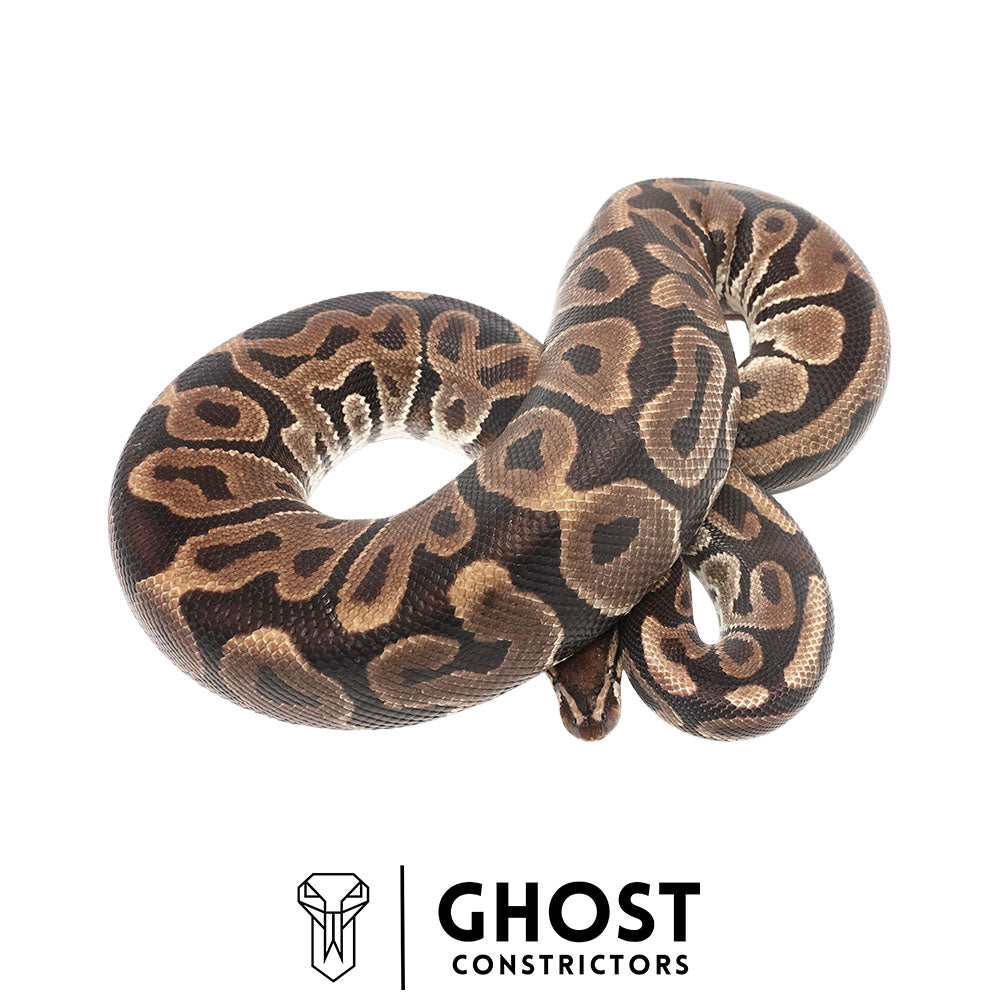 Leopard Het Pied Proven Breeder Female Ball Python | Ghost