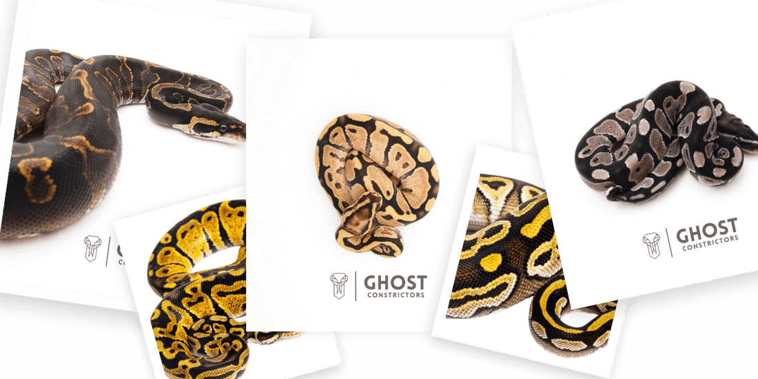 Ball Python Breeder | Family Raised Pythons – Ghost Constrictors