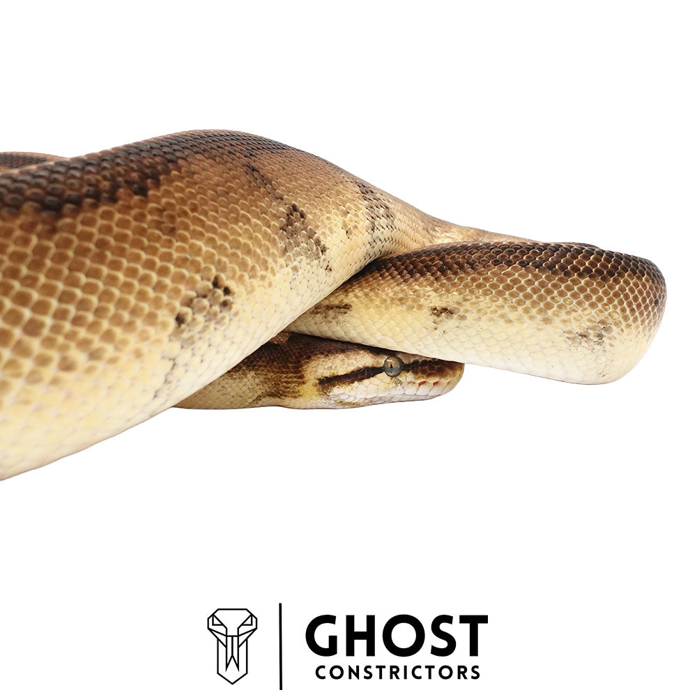 Pastel Yellow Belly Genetic Stripe Het Clown Male | Proven Breeder
