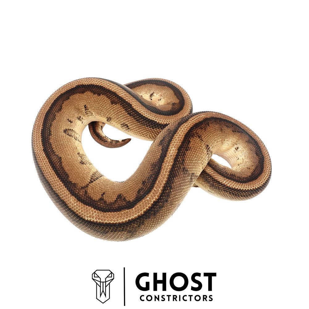 Pastel Yellow Belly Genetic Stripe Het Clown Male | Proven Breeder