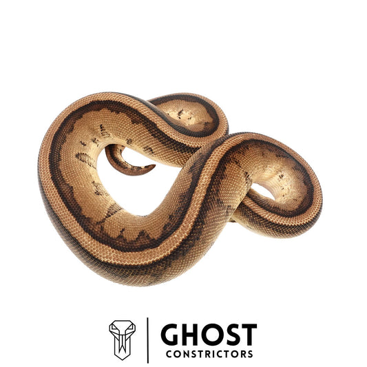 Pastel Yellow Belly Genetic Stripe Het Clown Male | Proven Breeder