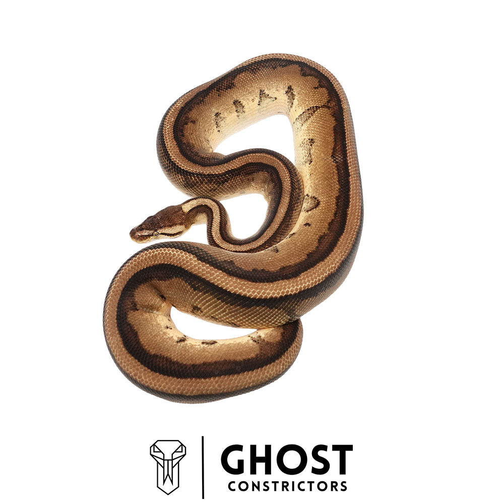 Pastel Yellow Belly Genetic Stripe Het Clown Male | Proven Breeder
