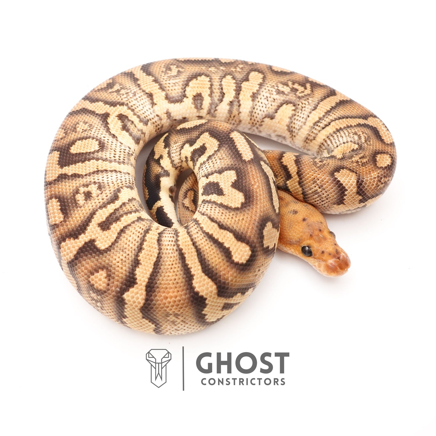 Hurricane Stranger Spotnose Fire Clown Het Monsoon Ball Python — Male, 2024 hatch, captive-bred by Ghost Constrictors