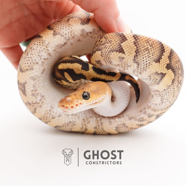 Hurricane Stranger Spotnose Fire Clown Het Monsoon Ball Python – Ghost ...