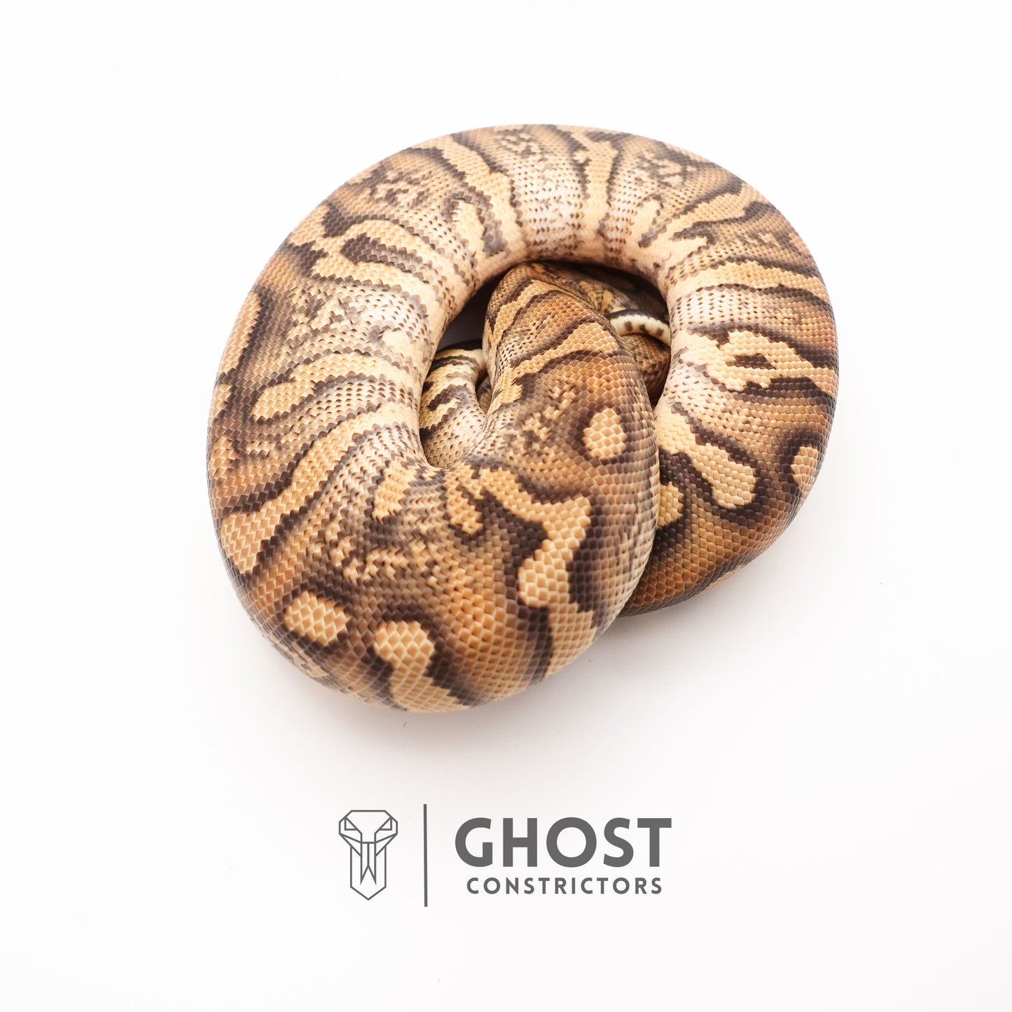 Hurricane Stranger Spotnose Fire Clown Het Monsoon Ball Python