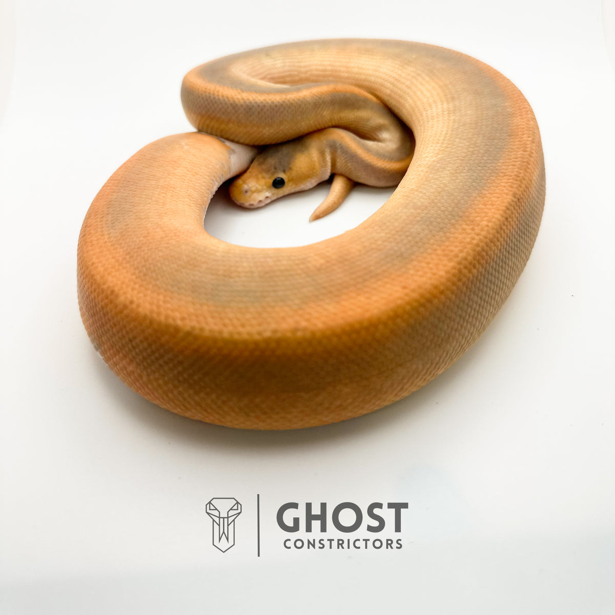 Champagne Enchi Hypo — Male, 2024 hatch, captive-bred by Ghost Constrictors