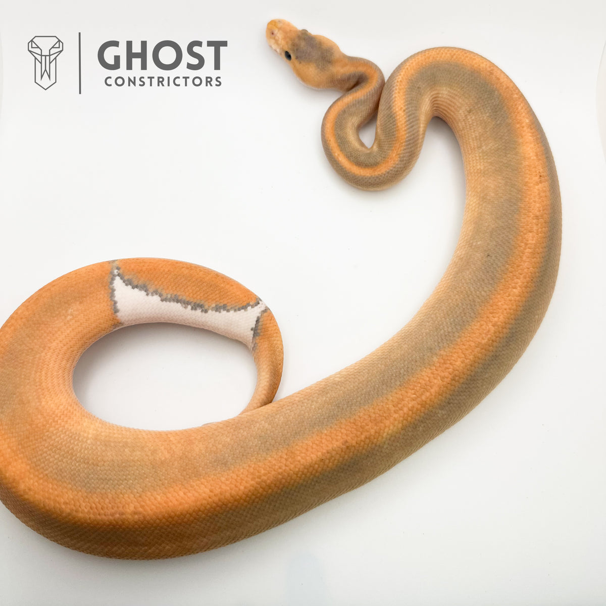 Champagne Enchi Hypo — Male, 2024 hatch, captive-bred by Ghost Constrictors