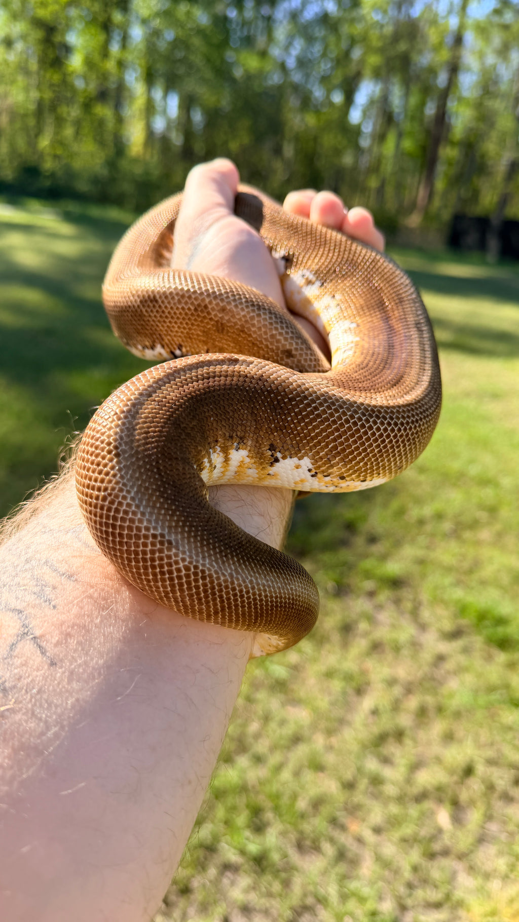 Sunset Spider — Male, 2022 hatch, captive-bred by Ghost Constrictors