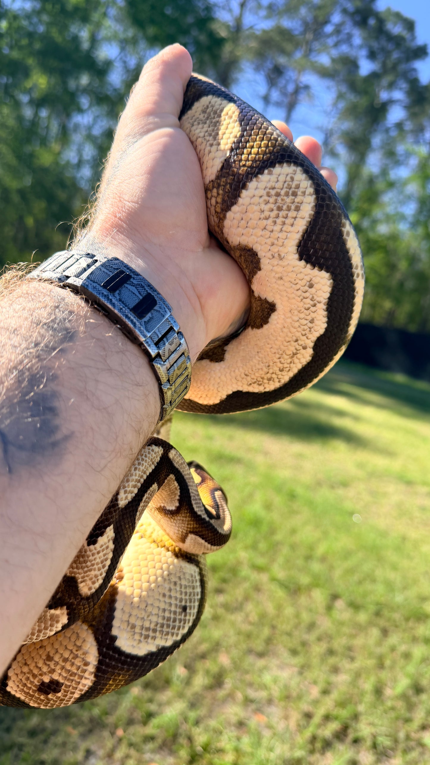 Vanilla Orange Dream Het Pied